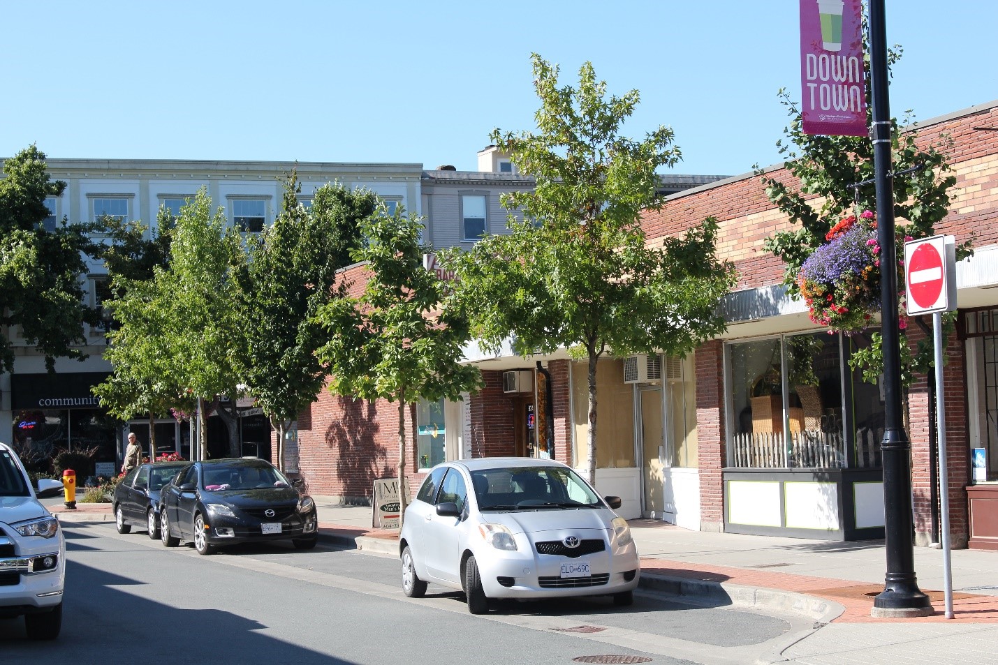 Young trees on Mill Street